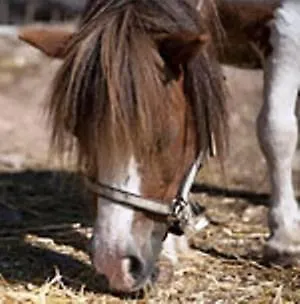Reiterhof Edelweiss 3*