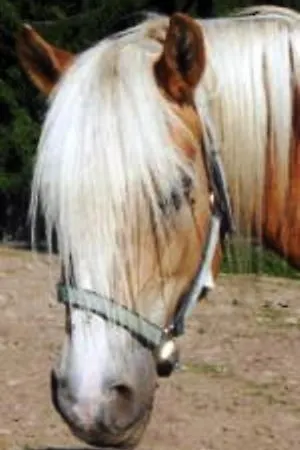 Reiterhof Edelweiss